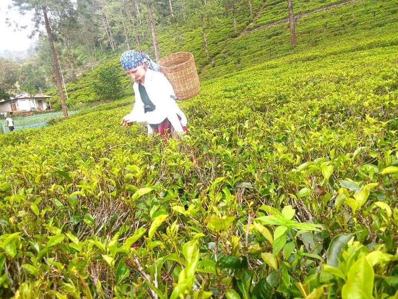 Nuwara Eliya: Tea Factory and Pickle Waterfalls Tuk Tuk Tour - The tuk-tuk ride is part of the experience
