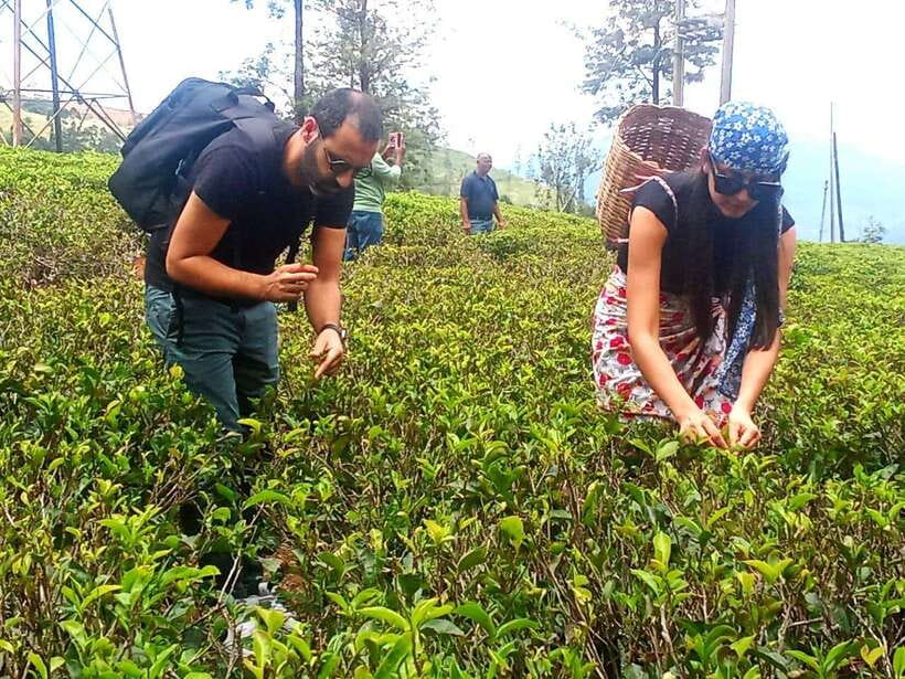Nuwara Eliya: Tea Factory and Pickle Waterfalls Tuk Tuk Tour - Timing: plan for four to five hours