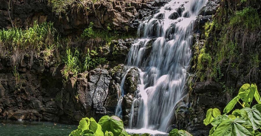 Oahu Hidden Gems & Waimea Botanical Garden/Waterfall tour - Waimea Valley and the Waterfall Swim