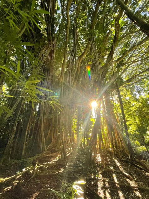 Oahu: Hidden Hawaii Waterfall Hike and Beach Tour - A Four-Hour Snapshot of Oahu