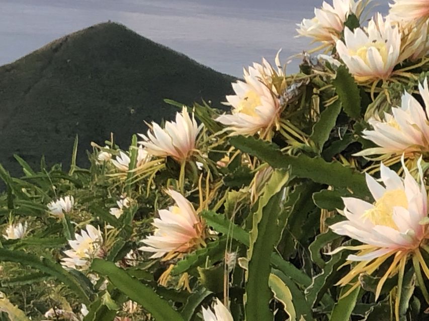 Oahu: Manoa Falls Hike and east side beach day - Who should book this Oahu day?