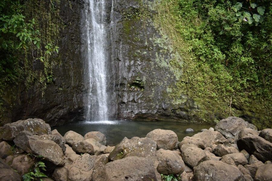 Oahu: Manoa Falls Waterfall Hike with Lunch and Transfers - Is the $119 Price Fair?