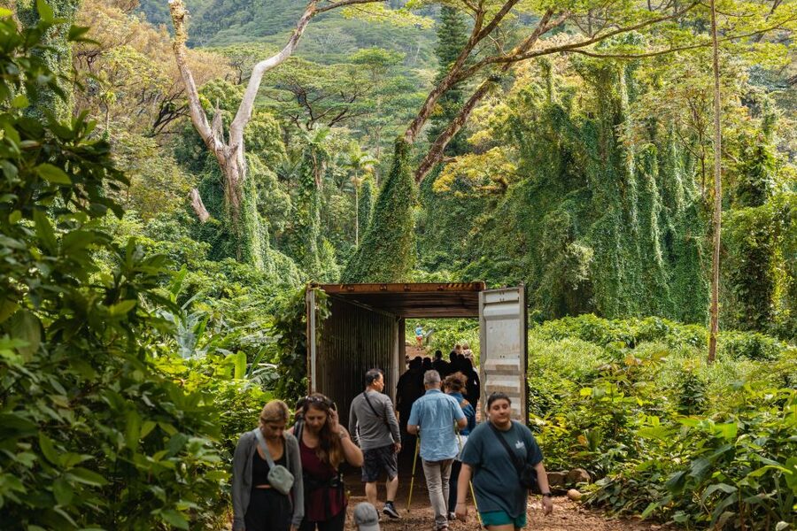 Oahu: Manoa Falls Waterfall Hike with Lunch and Transfers - A Rainforest Morning That Ends Above Honolulu