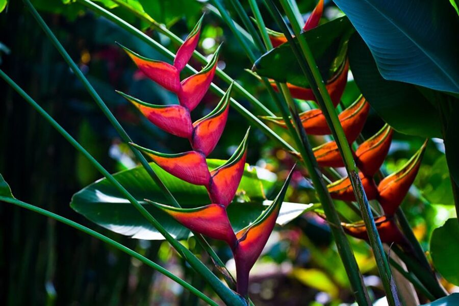 Oahu: Manoa Falls Waterfall Hike with Lunch and Transfers - The 150-Foot Manoa Falls