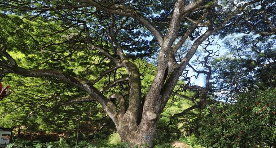 Oahu: Valley of Waimea Falls Swim & Hike with Lunch & Dole - Who should book this experience?
