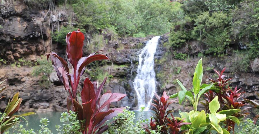 Oahu: Valley of Waimea Falls Swim & Hike with Lunch & Dole - What this Oahu day trip is really like