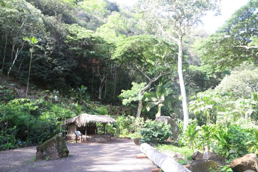 Oahu: Valley of Waimea Falls Swim & Hike with Lunch & Dole - The waterfall swim is beautiful, but watch your footing