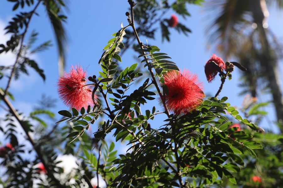 Oahu: Valley of Waimea Falls Swim & Hike with Lunch & Dole - Lunch at Waimea Valley keeps the day moving