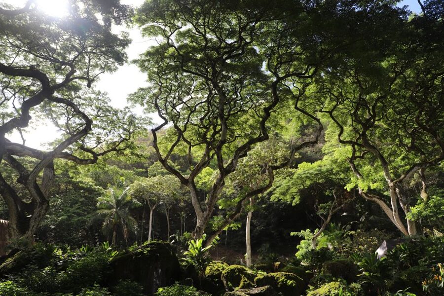 Oahu: Valley of Waimea Falls Swim & Hike with Lunch & Dole - Is $134 a good value?