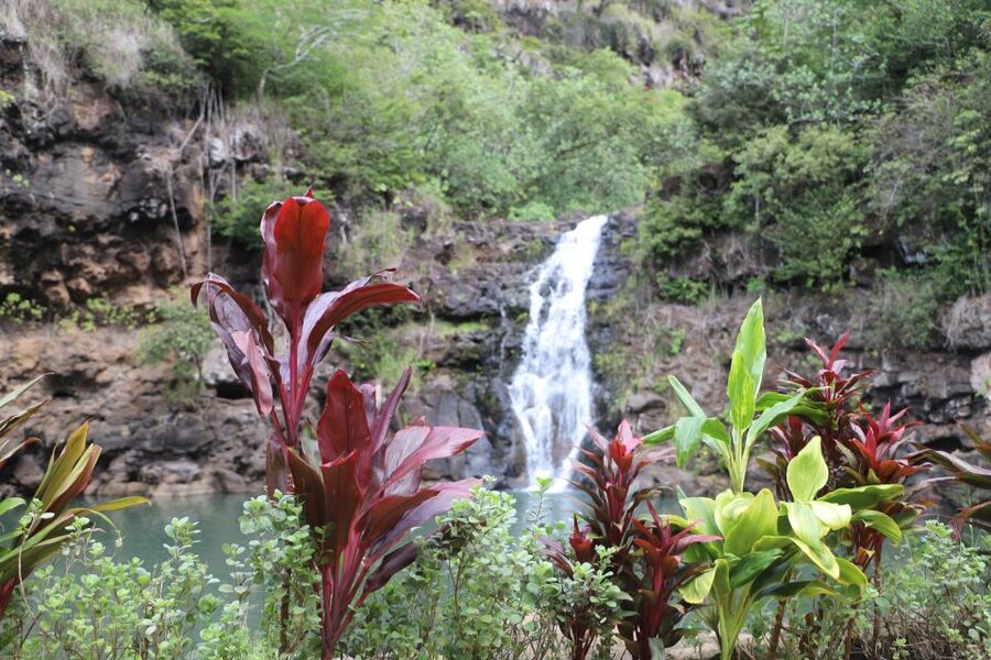 Oahu: Valley of Waimea Falls Swim & Hike with Lunch & Dole - Greenworld Coffee Farm makes an early start easier