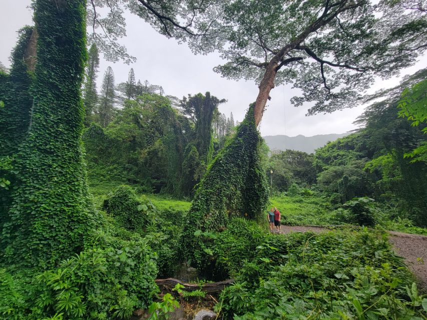 Oahu: Waikiki E-Bike Ride and Manoa Falls Hike - What $199 means for the value