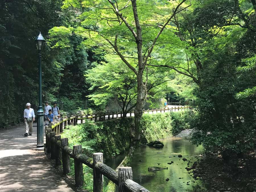 Osaka: Mino Forest Walk and Giant Waterfall with Local Lunch - How much walking should you expect?