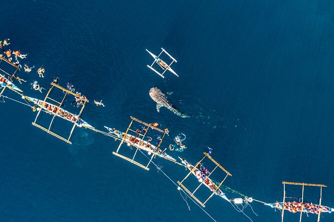Oslob Whale Shark Private Tour with Sumilon & Tumalog Falls - Why this Cebu day trip starts at 3:00 am