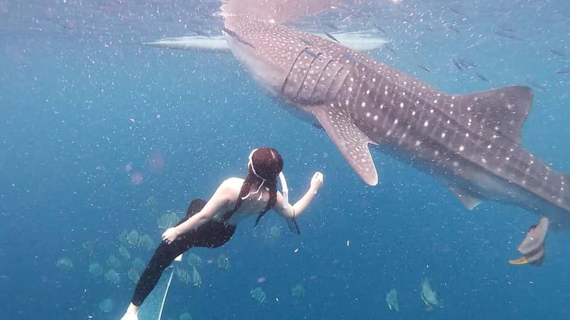Oslob Whale Shark Swimming & Kawasan Falls Canyoneering - Timing, weather, and small details that matter