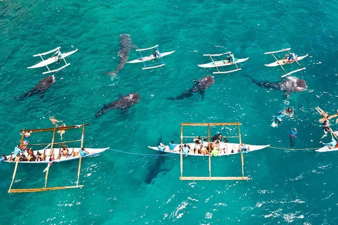 Oslob Whale Shark & Tumalog Waterfalls & Sumilon Sandbar - Why this Cebu day trip takes all day