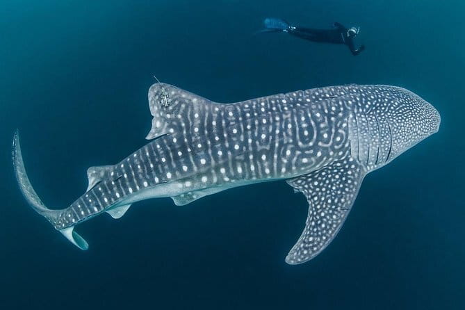 Oslob Whale Shark & Tumalog Waterfalls & Sumilon Sandbar - Meeting Oslob’s whale sharks