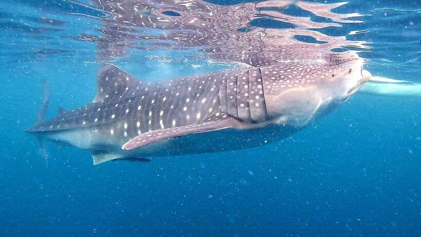 Oslob: Whale Sharks, Inambakan Falls & Moalboal Sardines - Why this Cebu day trip works