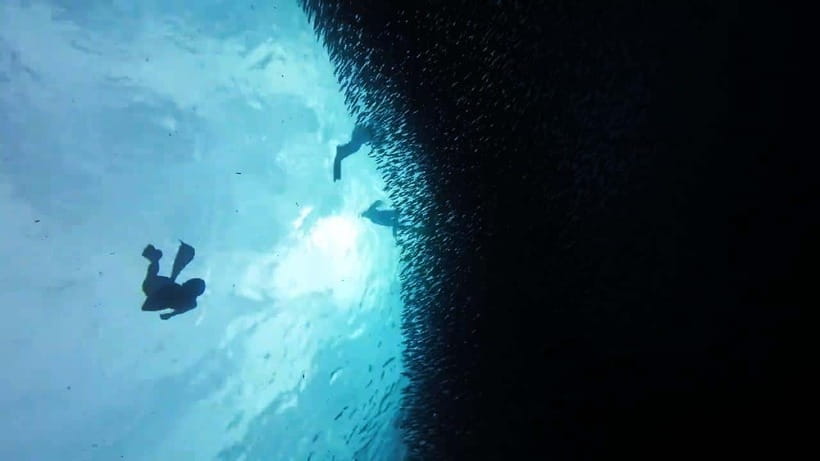 Oslob: Whale Sharks, Inambakan Falls & Moalboal Sardines - Who should book this tour?