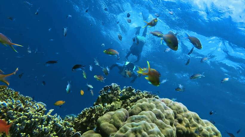 Oslob: Whaleshark Swimming, Inambakan Falls & Moalboal Tour - Key points to know before you book