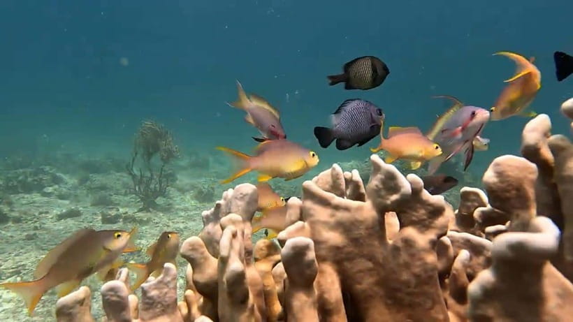 Oslob: Whaleshark Swimming, Inambakan Falls & Moalboal Tour - Oslob’s whale shark encounter