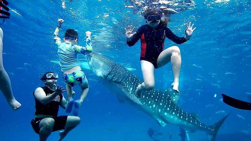 Oslob: Whaleshark Swimming, Inambakan Falls & Moalboal Tour - The drivers and guides matter on a day this long