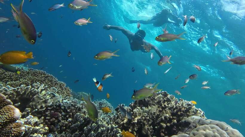 Oslob: Whaleshark Swimming, Inambakan Falls & Moalboal Tour - FAQ