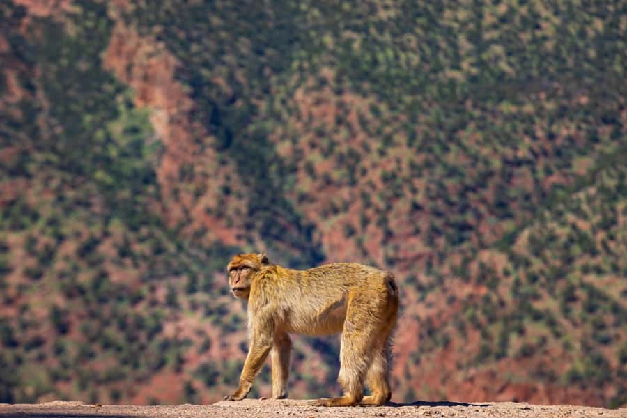 Ouzoud Waterfalls: Day Trip from Marrakech - Lunch with a view, but check the cost