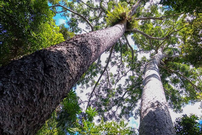 Paronella Park and Millaa Millaa Falls Full-day Tour from Cairns - Morning departure past Walsh’s Pyramid