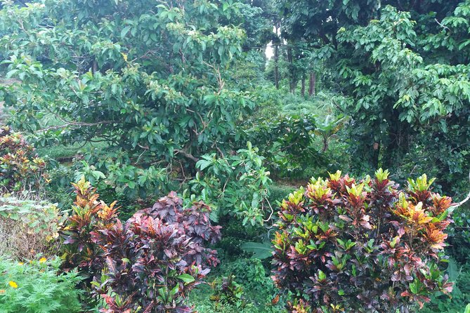 Pepper's Choice : Waterfalls, Sulphur Spa & Black Sand Beach - What this six-hour Dominica tour is really like