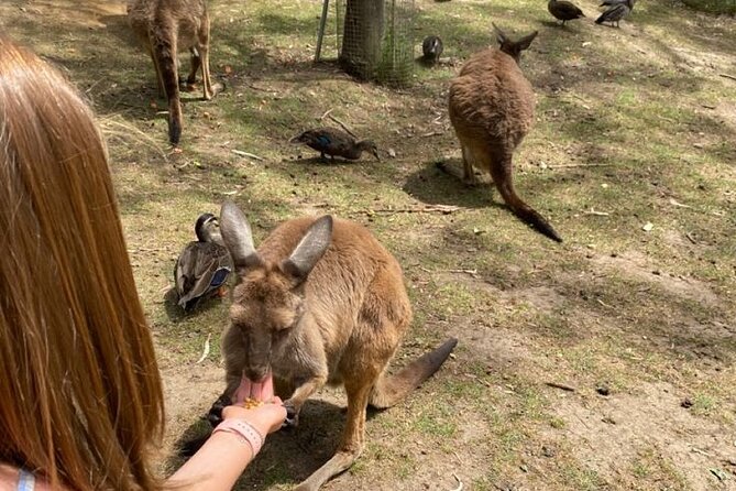 Private Blue Mountains Tour | Waterfalls, Koalas & Views - Wentworth Falls is the day’s main walk
