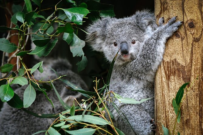 Private Blue Mountains Tour | Waterfalls, Koalas & Views - Lincoln’s Rock gives you an early view