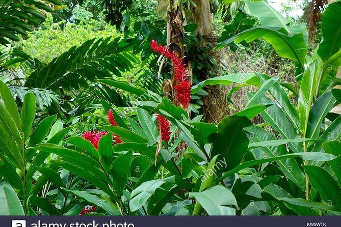 Private Combo Tour From Ocho Rios To Blue Hole & Konoko Falls - Blue Hole is the energetic centerpiece