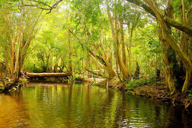 Private Half Day Tour: World Heritage Rainforest & Waterfall - A compact route into the Wet Tropics