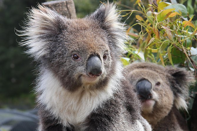 Private Half Day Tour: World Heritage Rainforest & Waterfall - Henry Ross Lookout on the return