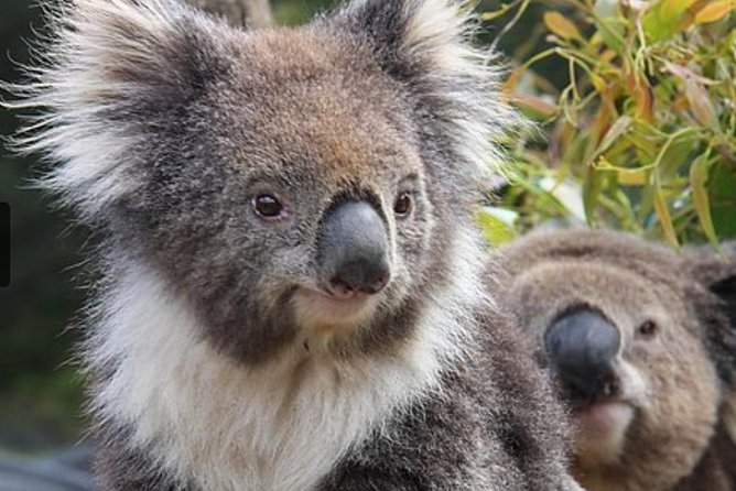 Private Half Day Tour: World Heritage Rainforest & Waterfall - Why the private format matters