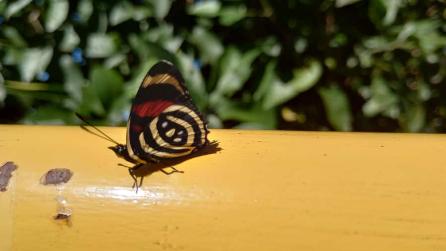 Puerto Iguazú: Brazilian Falls Half-Day Panoramic Tour - Floriano Falls and the final misty walkway