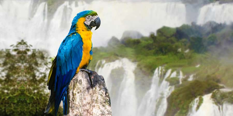 Puerto Iguazu: Iguaza Falls Brazilian Side & Bird Park Tour - What you actually get at the Bird Park