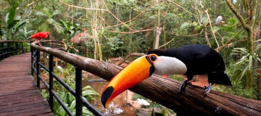 Puerto Iguazu: Iguaza Falls Brazilian Side & Bird Park Tour - Who should book this experience