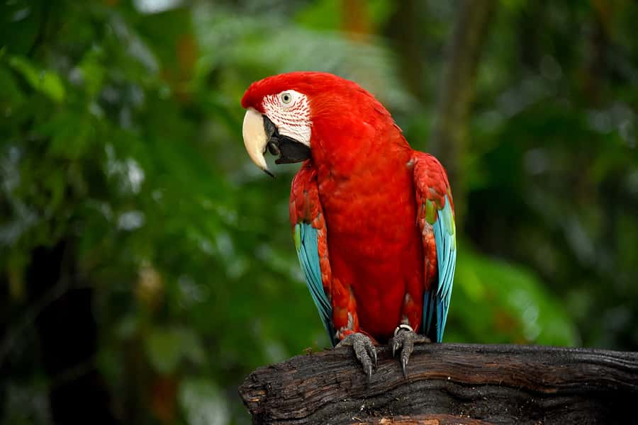 Puerto Iguazu: Iguaza Falls Brazilian Side & Bird Park Tour - FAQ