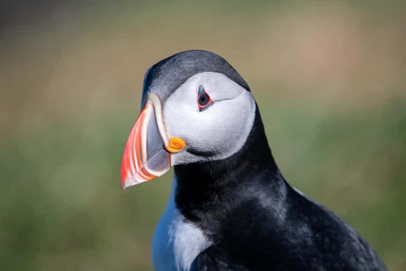 Puffin & Gufufoss Waterfall Tour from Seydisfjordur Port - Why the puffins are worth the ride from Seyðisfjörður