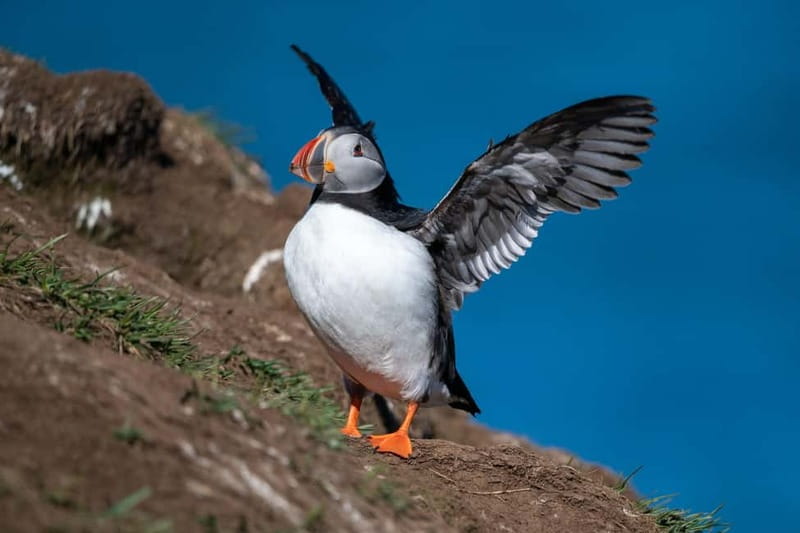 Puffin & Gufufoss Waterfall Tour from Seydisfjordur Port - Borgarfjörður Eystri and its small fishing village