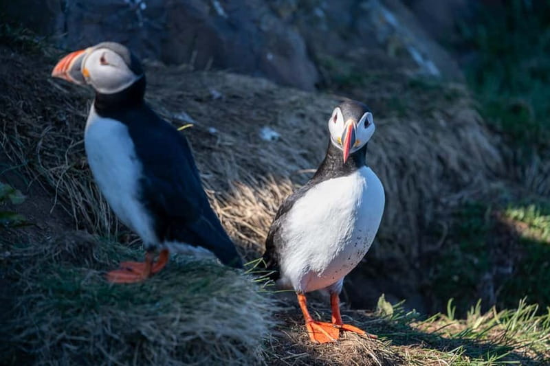 Puffin & Gufufoss Waterfall Tour from Seydisfjordur Port - Lindarbakki turf house and an older Icelandic way of living