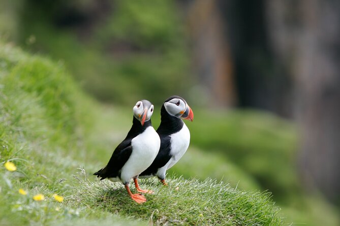 Puffin Watching and Gufufoss Waterfall Tour from Seydisfjordur - The real reason to go: puffins at Hafnarhólmi