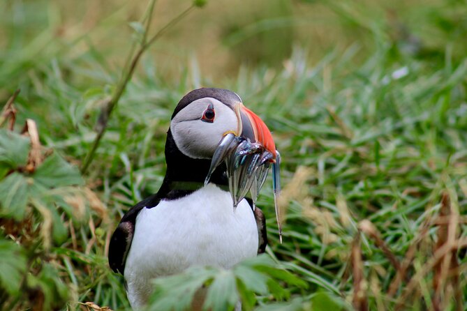 Puffin Watching and Gufufoss Waterfall Tour from Seydisfjordur - Why the ride to East Iceland matters
