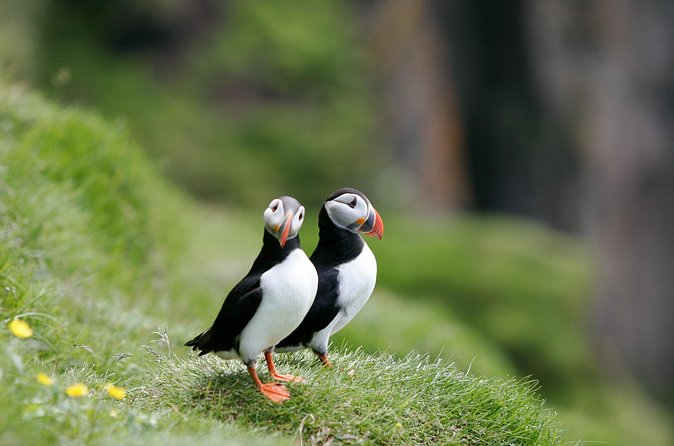 Puffin Watching and Gufufoss Waterfall Tour from Seydisfjordur - Timing problems are possible on cruise days