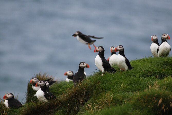 Puffin Watching and Gufufoss Waterfall Tour from Seydisfjordur - What to bring for a better day
