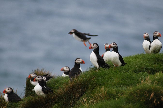 Puffin Watching and Gufufoss Waterfall Tour from Seydisfjordur - Should you book the puffin and Gufufoss tour?