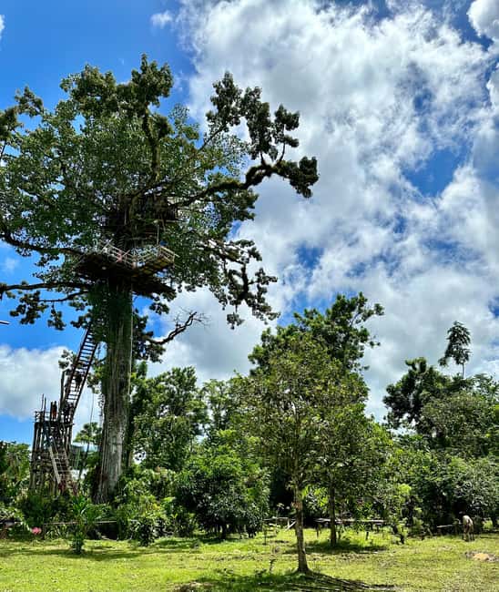 Punta Cana: 3-in-1 Adventure Haitises Park Waterfall Montaña - Yanigua Waterfall and the cocoa farm