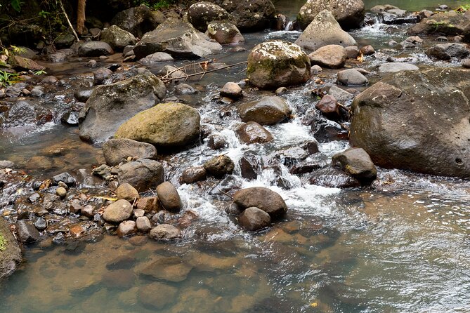 Rainforest Hike and Waterfall Safari - Venus Estate Waterfall and its natural pools