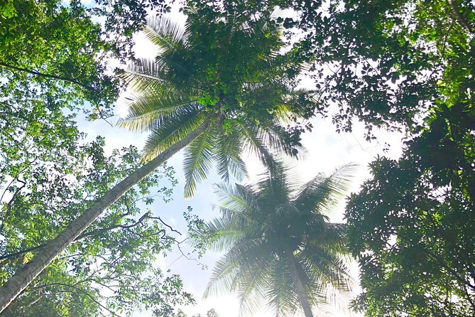 Rainforest Hike and Waterfall Safari - Guides who add the island’s character